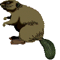 majava animoituja-kuvia-gif